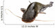 Big River Catfish Wall Decal