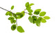 Green Branch Wall Decal