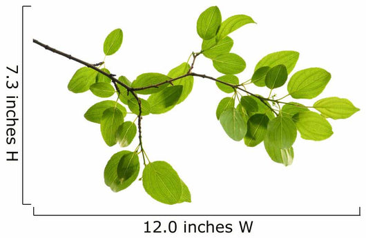 Green Branch Wall Decal