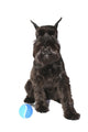 Schnauzer Dog with Ball Wall Decal