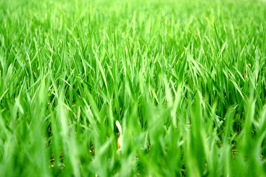 Grass Wall Decal Design 1