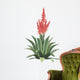 Aloe Vera Plant Flower Wall Decal
