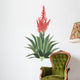 Aloe Vera Plant Flower Wall Decal