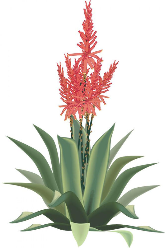 Aloe Vera Plant Flower Wall Decal