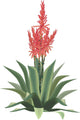 Aloe Vera Plant Flower Wall Decal