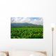 Thailand Tobacco Farm Wall Decal