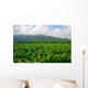 Thailand Tobacco Farm Wall Decal