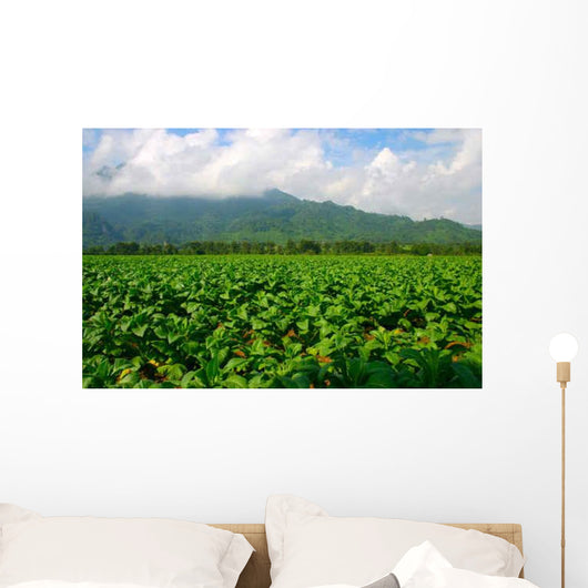 Thailand Tobacco Farm Wall Decal