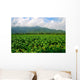 Thailand Tobacco Farm Wall Decal