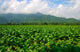 Thailand Tobacco Farm Wall Decal