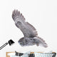 Flying Great Grey Owl Wall Decal