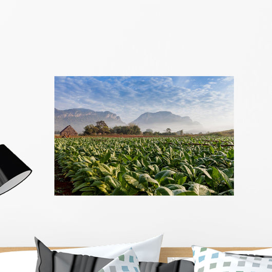 Vineales Cuba Tobacco Plantation Wall Decal