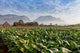 Vineales Cuba Tobacco Plantation Wall Decal