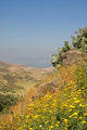 Golan Heights and over Wall Decal