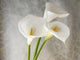 Fresh White Calla Lilies Wall Decal