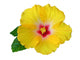 Yellow Hibiscus Flower Wall Decal