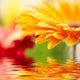 Closeup Photo Yellow Daisy-gerbera Wall Decal Design 2