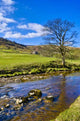 Picturesque Countryside River Wall Decal