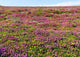 Landscape Heather Wall Decal