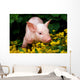 Lucky Pig in Flowers Wall Mural