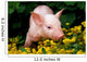 Lucky Pig in Flowers Wall Mural
