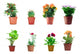 Set Potted Plants Wall Stickers Wall Decal