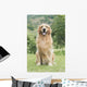 Golden Retriever Wall Decal