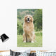 Golden Retriever Wall Decal