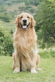 Golden Retriever Wall Decal