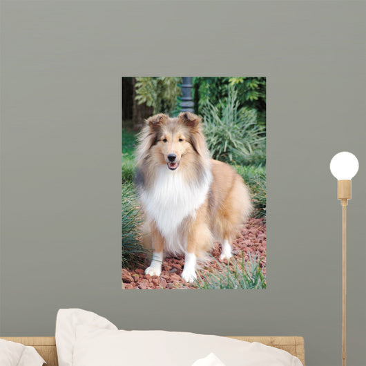 Shetland Sheepdog up Wall Decal