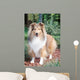 Shetland Sheepdog up Wall Decal