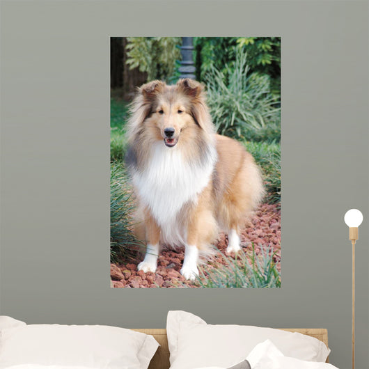 Shetland Sheepdog up Wall Decal