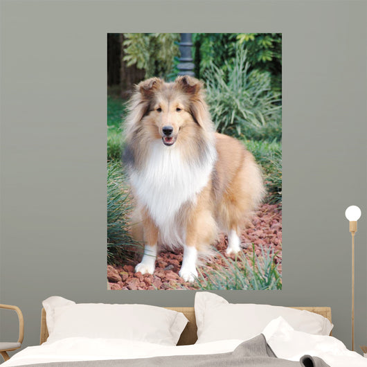 Shetland Sheepdog up Wall Decal