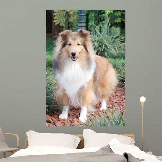 Shetland Sheepdog up Wall Decal
