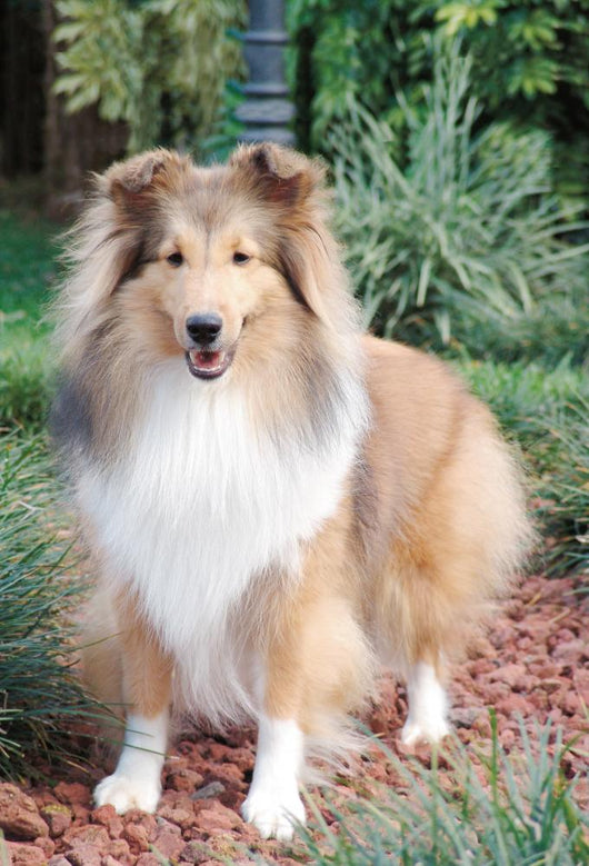 Shetland Sheepdog up Wall Decal