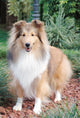 Shetland Sheepdog up Wall Decal