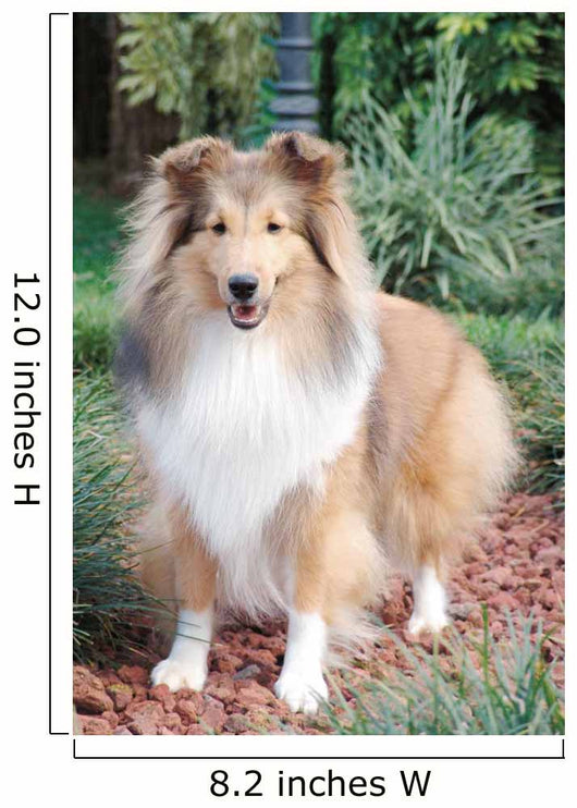 Shetland Sheepdog up Wall Decal