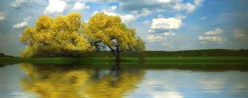 Yellow Tree near River Wall Decal