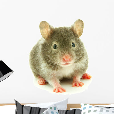 Hamster Wall Decal shown on a wall