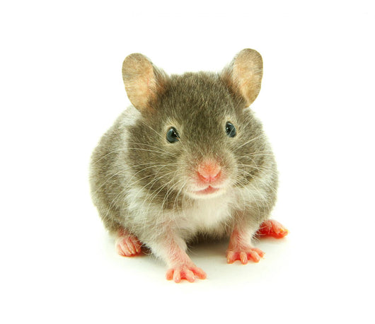 Hamster Wall Decal