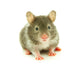 Hamster Wall Decal