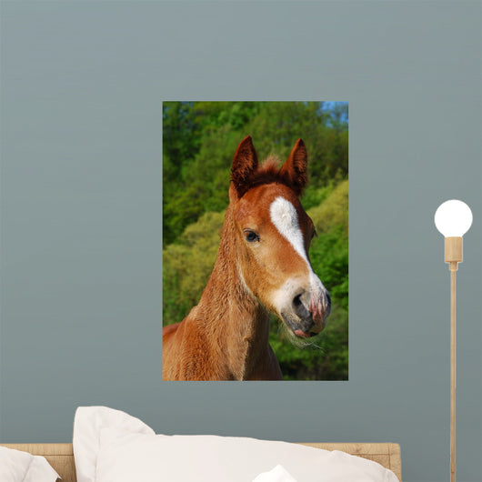 Little Horse Wall Decal