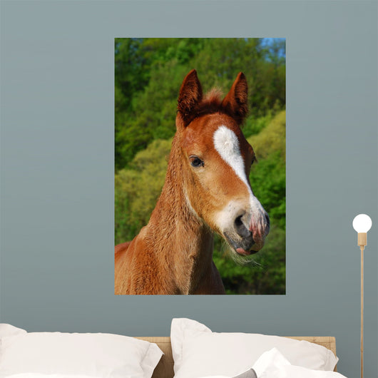 Little Horse Wall Decal