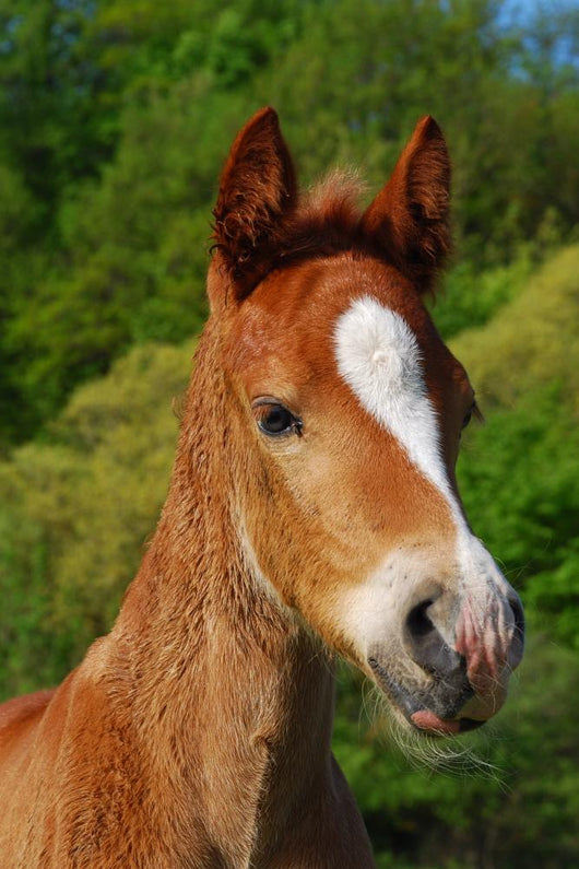 Little Horse Wall Decal