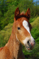 Little Horse Wall Decal