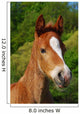 Little Horse Wall Decal