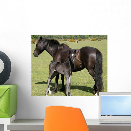 Wild Pony Foal Wall Decal