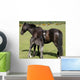 Wild Pony Foal Wall Decal