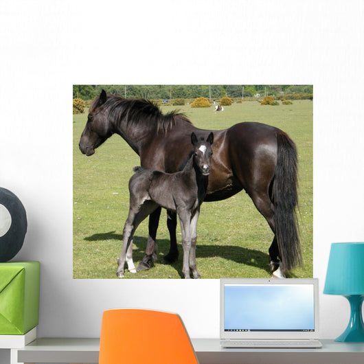 Wild Pony Foal Wall Decal