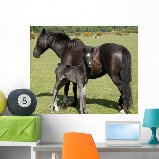 Wild Pony Foal Wall Decal